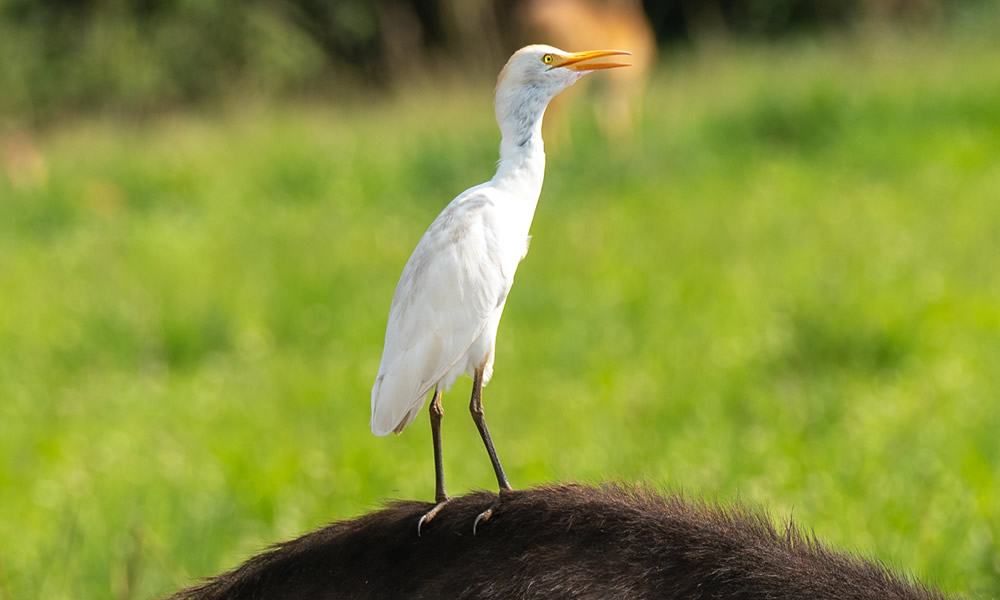 10 Days Uganda Birding Safari