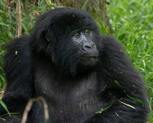 3 Days Bwindi Gorilla Trekking Safari