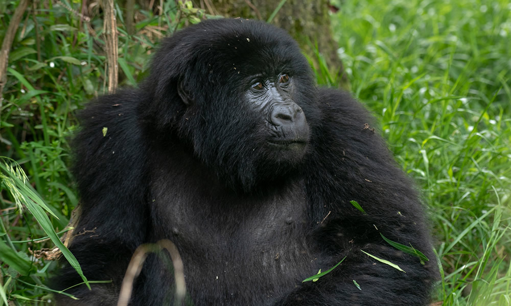 3 Days Bwindi Gorilla Trekking Safari