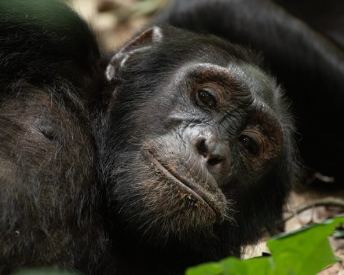 10 Days Primates and Wildlife Safari in Rwanda