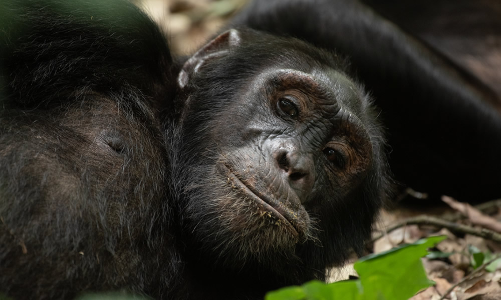 10 Days Primates and Wildlife Safari in Rwanda