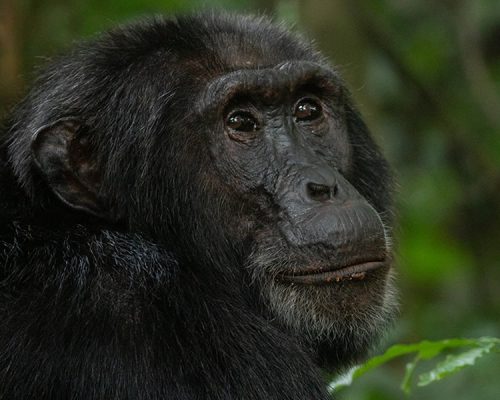 5 Days Rwanda Primate Tracking Safari