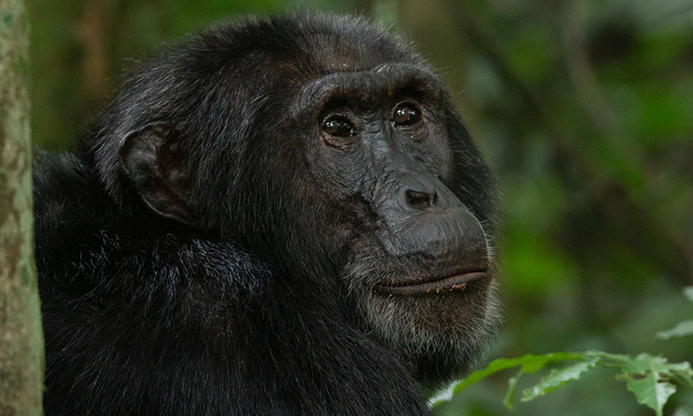 5 Days Rwanda Primate Tracking Safari