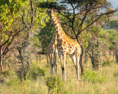 2 Days Lake Mburo National Park Tour