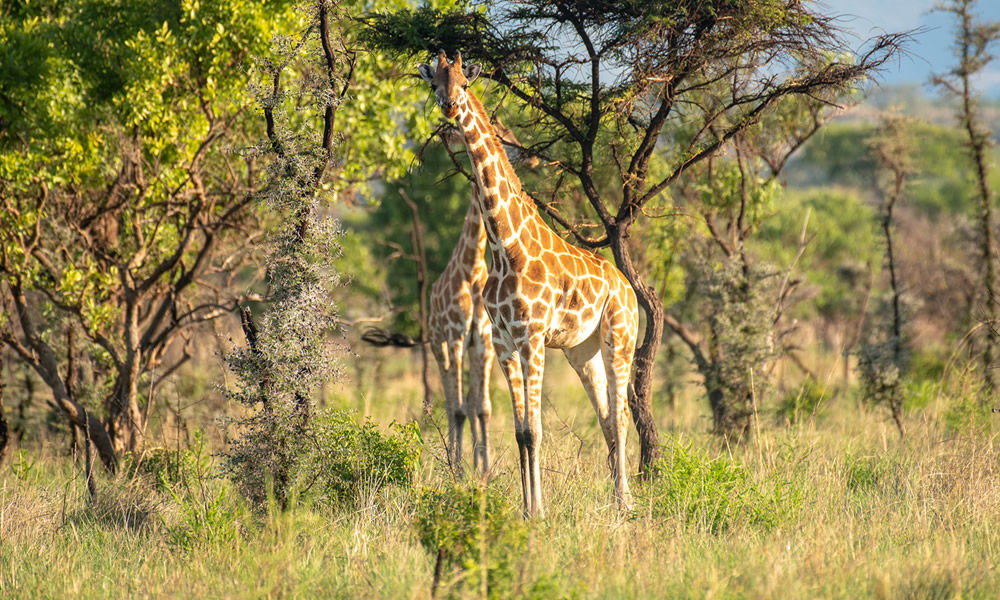 2 Days Lake Mburo National Park Tour