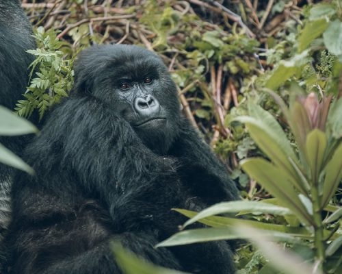 2 Days Rwanda Gorilla Tour