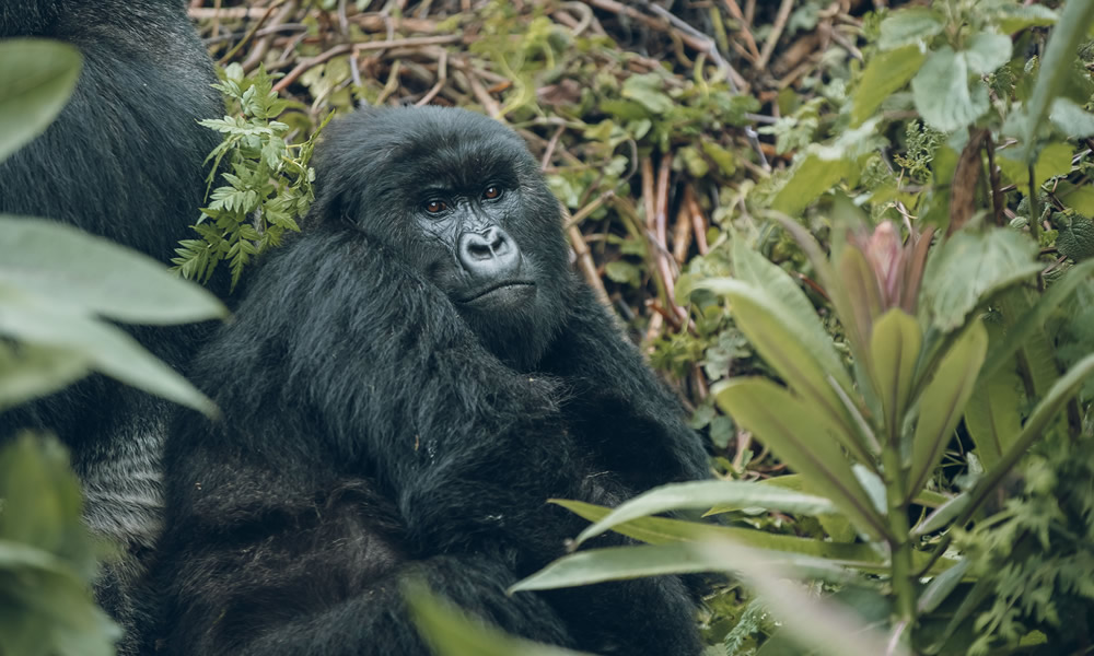 2 Days Rwanda Gorilla Tour