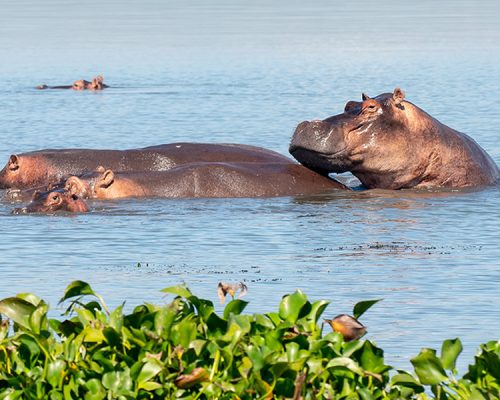 11 Days Uganda Wildlife Safari Tour