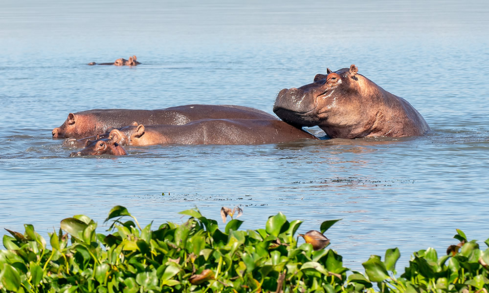 11 Days Uganda Wildlife Safari Tour