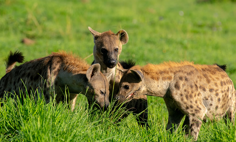 15 Days Ultimate Wildlife Safari in Uganda