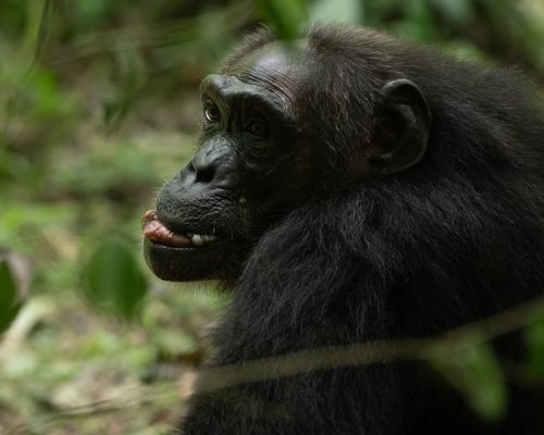 6 Days Best of Uganda Wildlife Safari