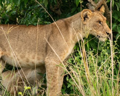 7 Days Wildlife Safari Tour in Uganda