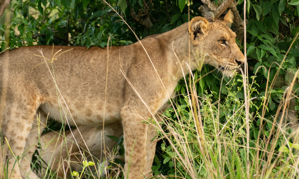 7 Days Wildlife Safari Tour in Uganda