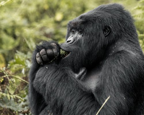 1 Day Rwanda Gorilla Trekking Tour