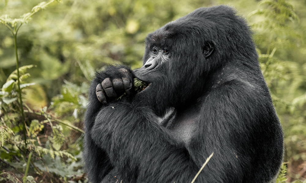 1 Day Rwanda Gorilla Trekking Tour