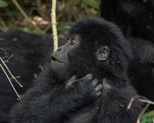 5 Days Primate Tracking Safari in Uganda