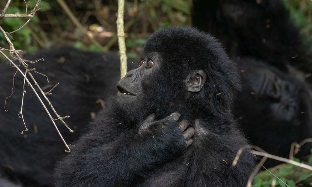 5 Days Primate Tracking Safari in Uganda