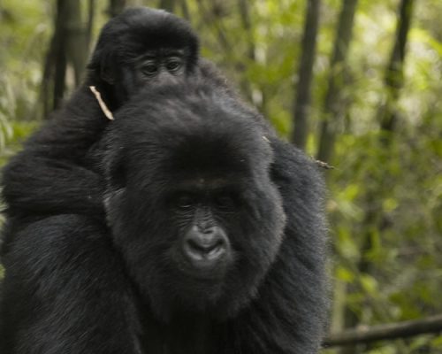 4 Days Gorilla Trekking Safari in Rwanda