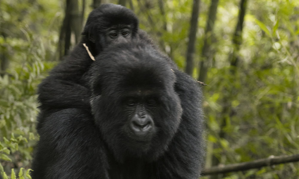 4 Days Gorilla Trekking Safari in Rwanda