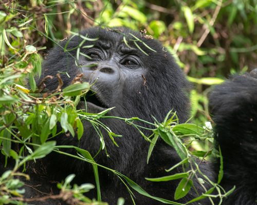 4 Days Double Gorilla Trekking Uganda Tour