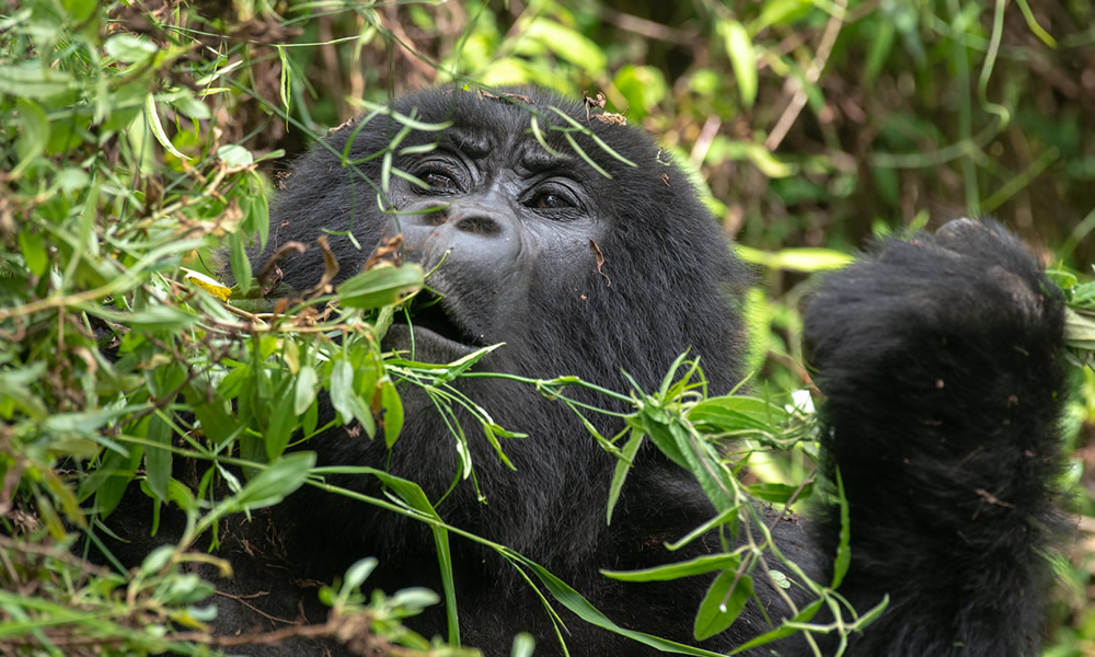 4 Days Double Gorilla Trekking Uganda Tour