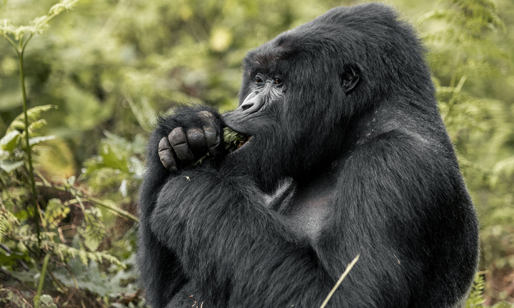 1 Day Gorilla Trekking Tour in Rwanda