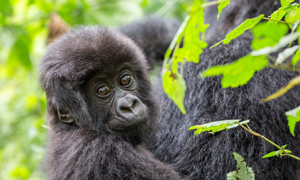 10 Days Rwanda Wildlife Safari Adventure