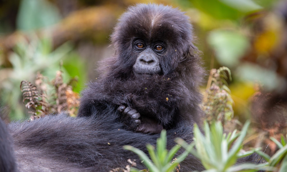 4 Days Gorillas and Wildlife Safari in Rwanda