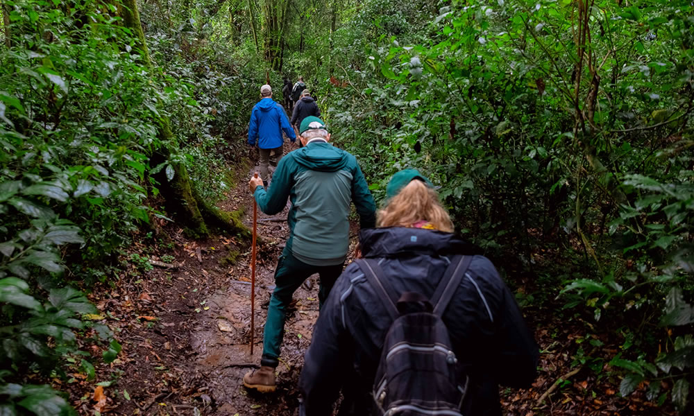 9 Days Congo Nile Trail and Nyungwe Tour