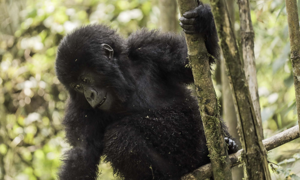 5 Days Gorilla Trekking Rwanda Safari