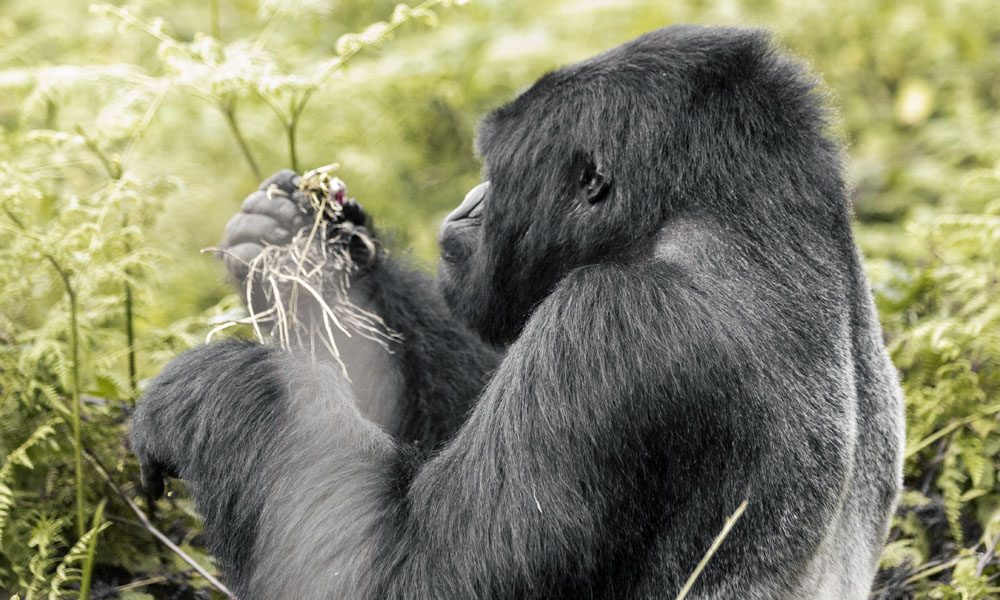 10 Days Exploring Rwanda Wildlife Tour