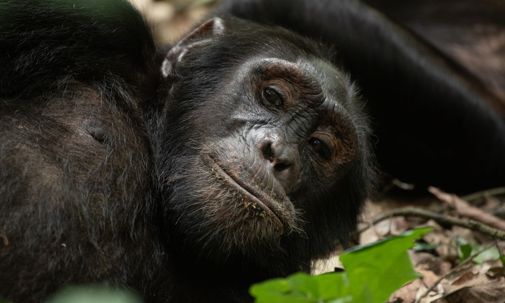 3 Days Rwanda Primate Tracking Safari