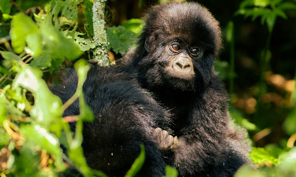 6 Days Gorilla Trekking Rwanda Safari