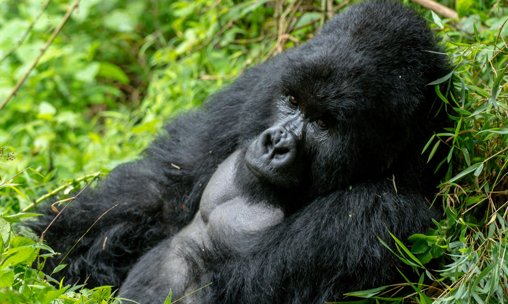 3 Day Bwindi Gorilla Habituation Tour