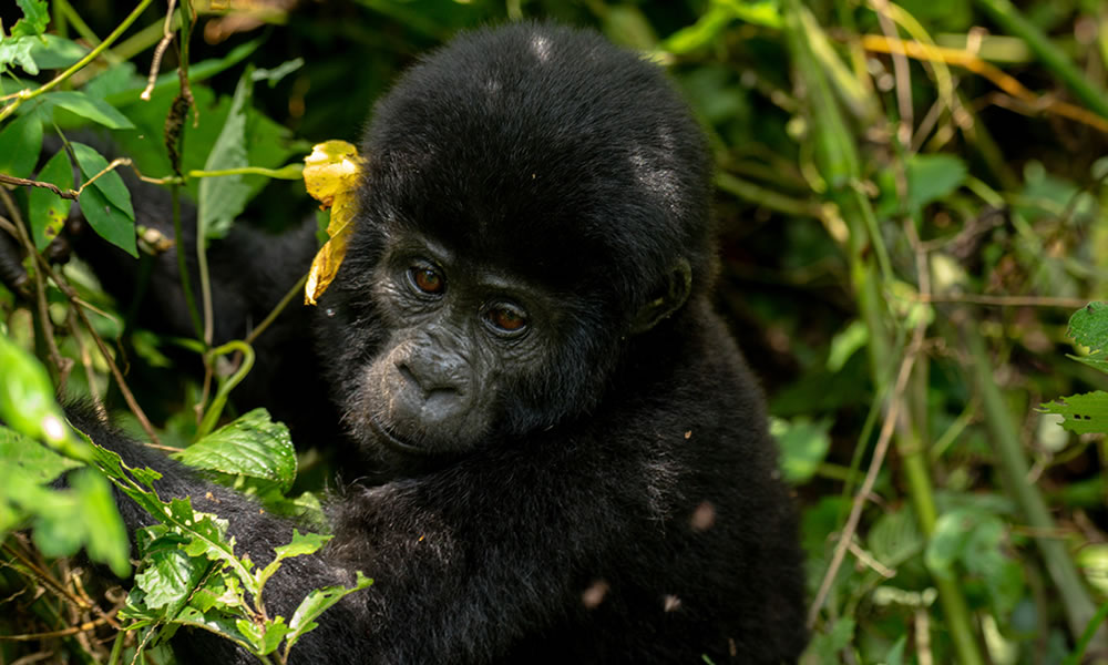 5 Days Uganda Gorilla Trekking Tour