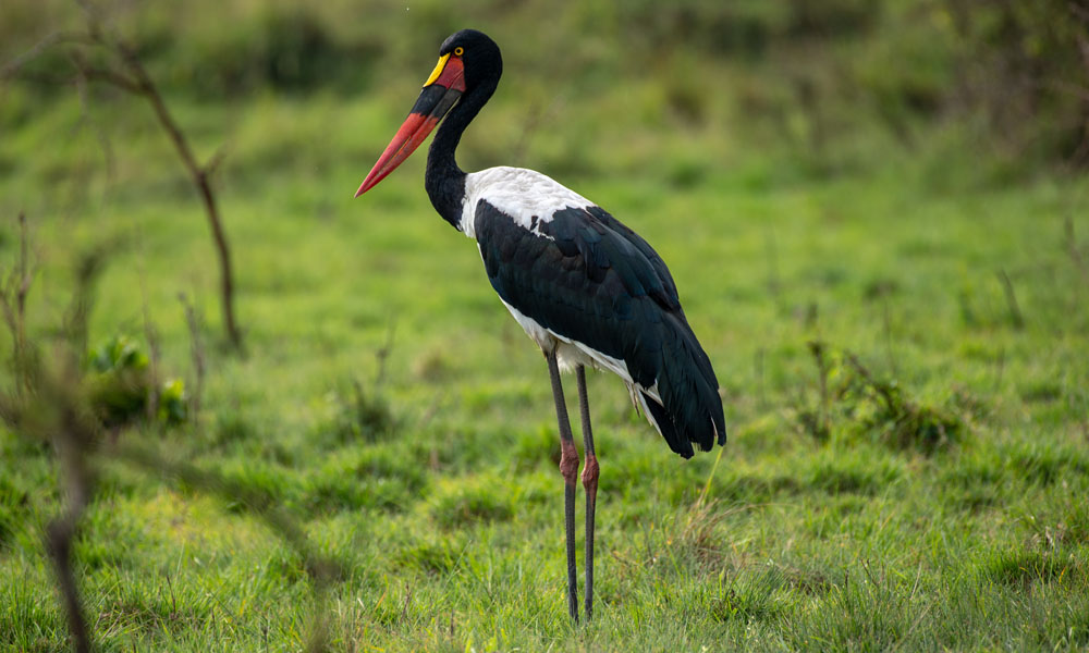 3 Days Bird Watching Uganda Safari