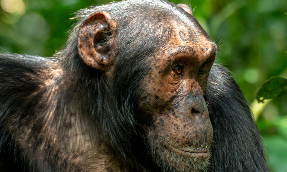 4 Days Uganda Wildlife and Chimpanzee Tour