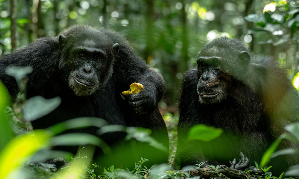 7 Days Uganda Primate Tracking Safari