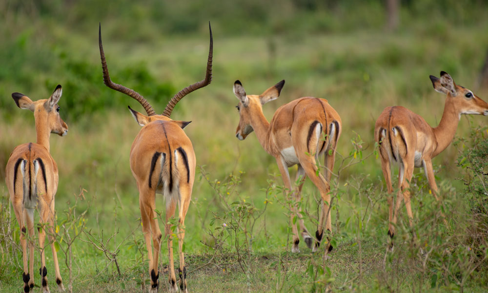 18 Days Ultimate Wildlife Safari in Uganda