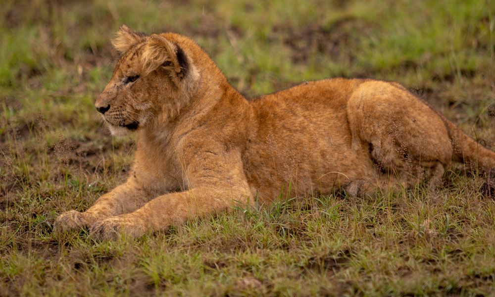 12 Days Wildlife Safari Adventure in Uganda