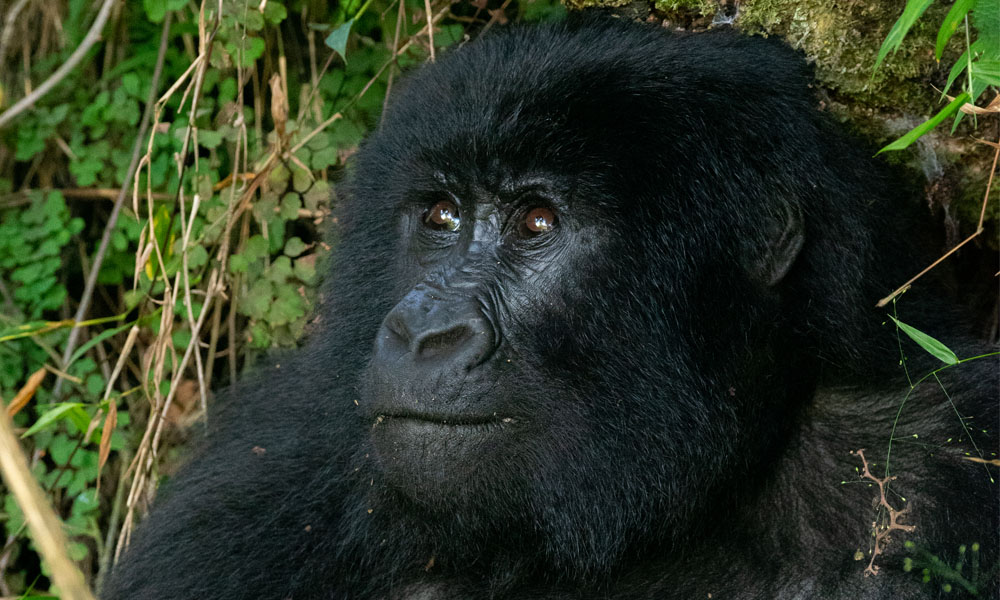 4 Days Uganda Gorillas and Wildlife Safari