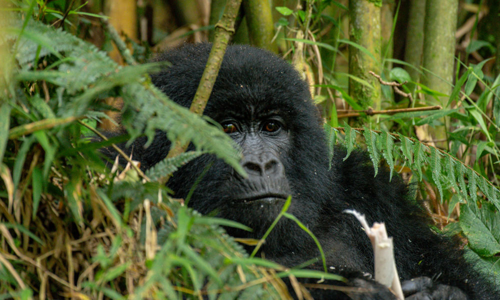 4 Days Gorilla Trekking Tour in Bwindi