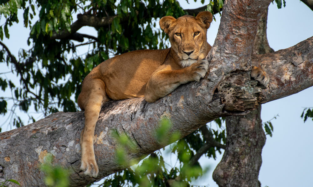 3 Days Queen Elizabeth National Park Tour