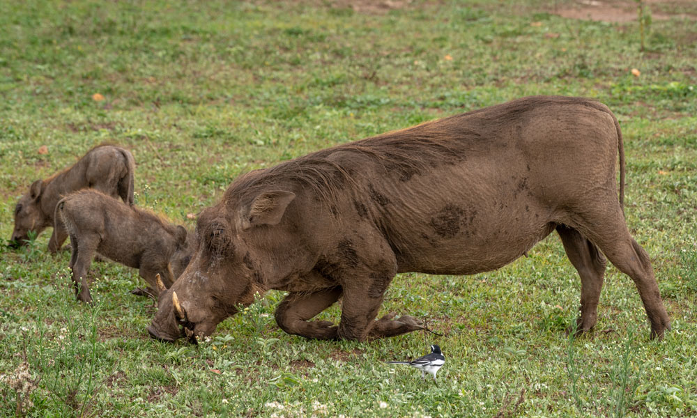 8 Days Safari Adventure in Uganda