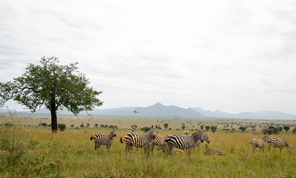 5 Days Kidepo Valley National Park Safari