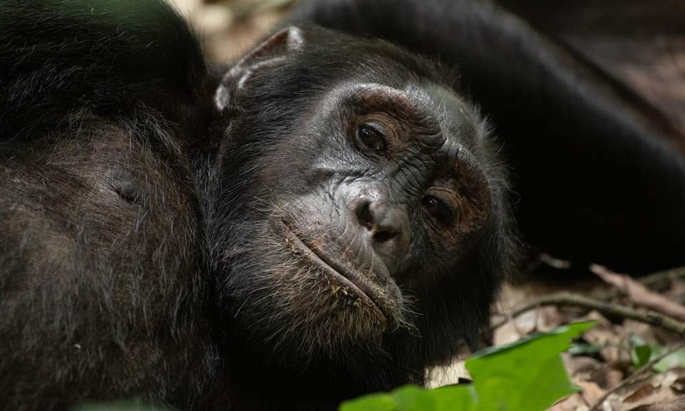 2 Days Chimpanzee Tracking Rwanda Safari