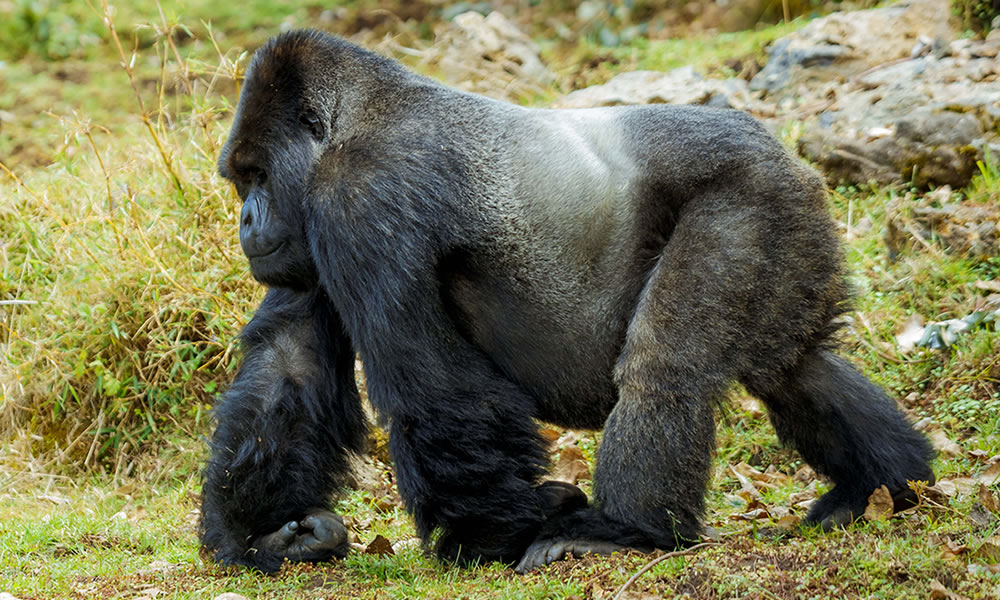 How To Trek Rwanda Gorillas On A Budget