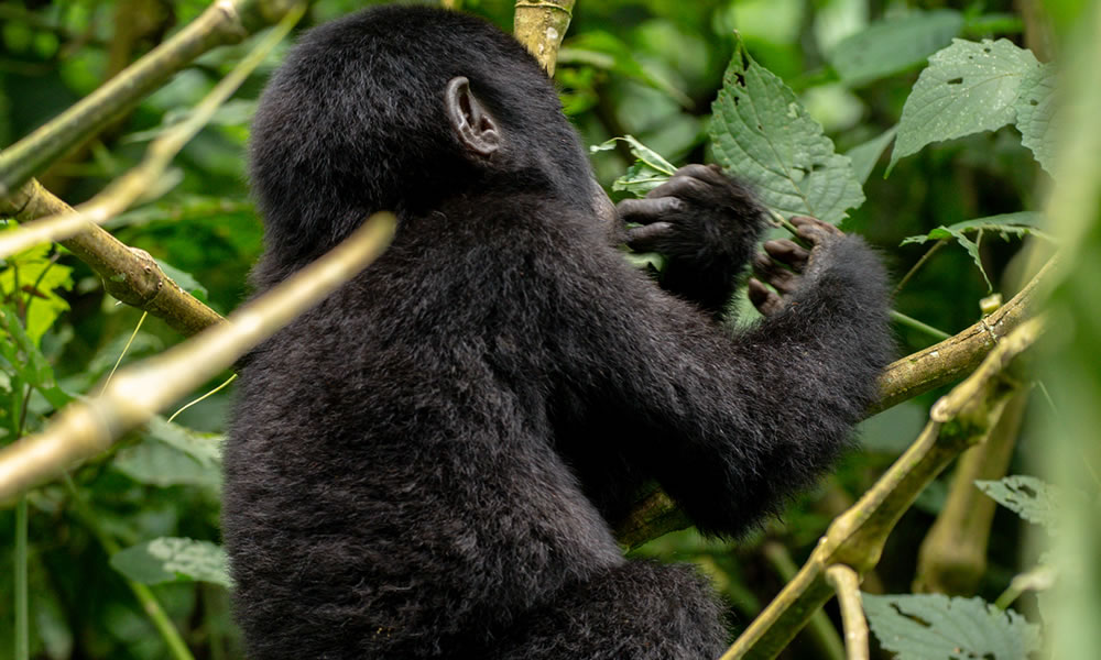 4 Days Gorilla Tracking Tour in Mgahinga National Park