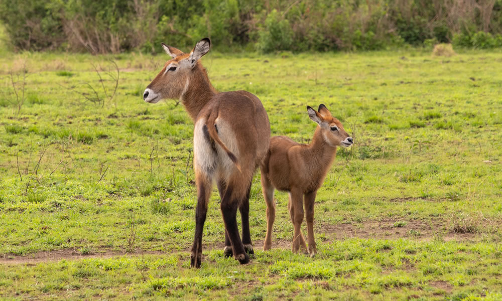 6 Days Exploring the Best of Uganda Wildlife