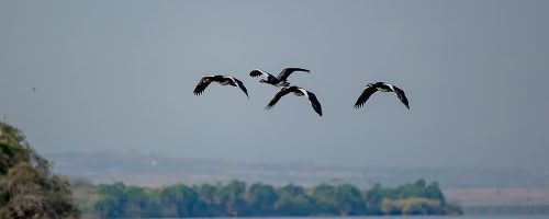 Bird Watching Tours in Rwanda.